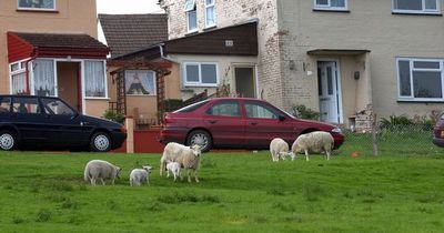 Hungry sheep wrecking housing estate gardens after council blunder