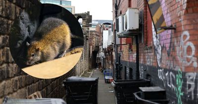 The rat-infested lane behind Newcastle's Stowell Street where vermin are even seen scurrying around during the day