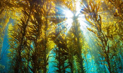 World’s at-risk kelp forests provide billions of dollars in benefits, study shows