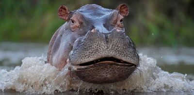 Pablo Escobar's 'cocaine hippos' are a problem -- but a lot of thought is going into preventing their spread