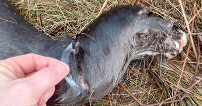 Otter found dead on Irish beach with beer ring cutting into neck