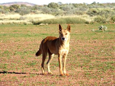 Rangers search for dingo after serious toddler attack
