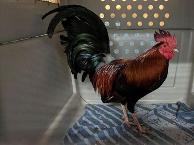 Over 200 roosters seized after cockfight tip-off