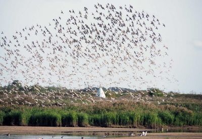 The Guardian view on England’s east wetlands: wild, beautiful and vital