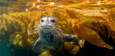 A forgotten and neglected ecosystem covers a third of Earth's coastlines, with a collective value of $500 billion