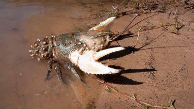 Murray crayfish to be reintroduced to SA's River Murray for the first time in 40 years