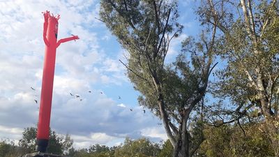 Thousands of flying foxes invade Queensland's Collinsville, driving locals out of their yards