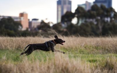 Dangerous dog task force ponders tougher penalties