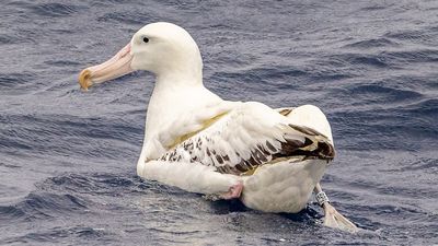 Wandering albatross spotted off WA coast the oldest in recorded Australian history at 46 years of age