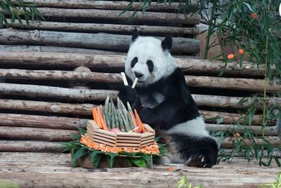Giant panda Lin Hui dies aged 21 years