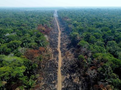 ‘Don’t fool yourself’: billions more needed to protect tropical forests, warns new report