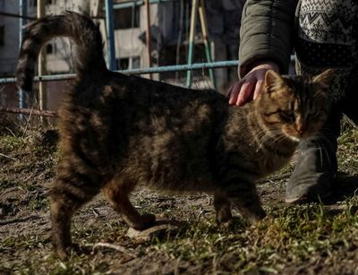 New Zealand cat killing competition axed