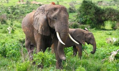 Large animals travel more slowly since they can't keep cool: Study