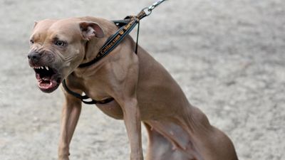 Queensland government taskforce suggests dog owners should see jail time if their animals kill or badly injure someone
