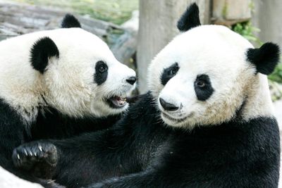 Panda on loan from China dies in Thailand aged 21