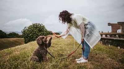 Three things that will improve your dog’s loose leash walking behavior, according to an expert trainer