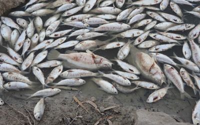 Darling-Baaka River fish kill treated as ‘pollution incident’ as EPA investigates causes