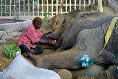 Ailing Pakistan elephant may be euthanised after collapsing