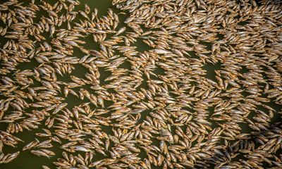 NSW to investigate Menindee mass fish kill as ‘pollution incident’