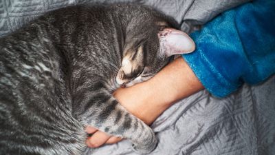 Why do cats purr?