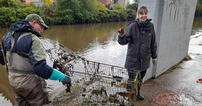 Dolphins and sharks coming back to River Mersey as cleanup efforts make impact