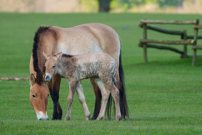 Critically endangered foal born at Whipsnade Zoo gives keepers ‘immense’ hope