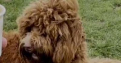 'I took my fluffy labradoodle to the groomer but he came back unrecognisable'