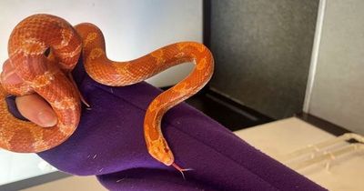 Snake found dumped in Paisley with note saying to feed it one mouse a day