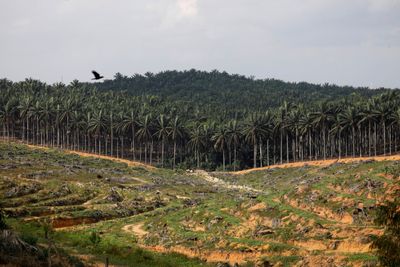 EU law bans deforestation-linked imports