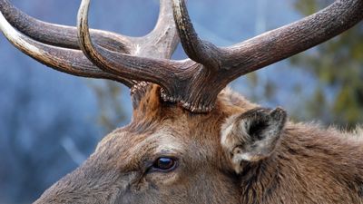 "He got nailed" – huge bull elk knocks down phone-wielding Yellowstone tourist