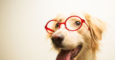 British dog owners trust pooch to make their decisions as 80% believe they are psychic