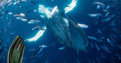 Terrifying moment man is almost swallowed by humpback whale while taking photo