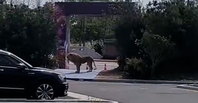 Lions escape cage during circus show sending crowds fleeing as predator seen on street