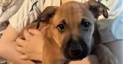 Stolen puppy found dead 147 miles from home in Dublin