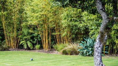Bamboo care and growing guide – expert tips for living screens, patio containers, and more