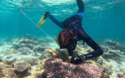 Breeding program at Ningaloo Reef helps coral warm to task