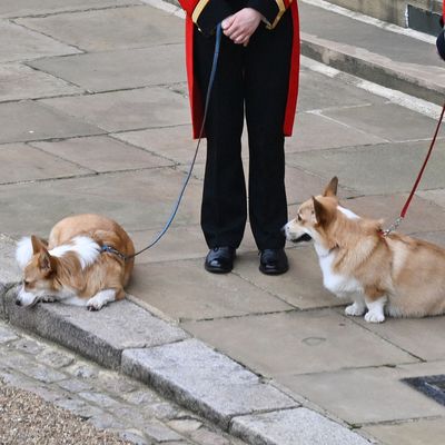 The Late Queen's Corgis Have Big Coronation Plans, Just So You Know