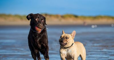 Pet shelter worker shares four dog breeds they would never choose to own