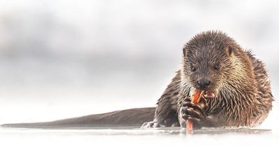 Otter killed by plastic beer ring on Donegal beach