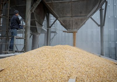 Poland grain reprieve offers little comfort to Ukrainian farmer