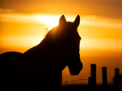Optical illusion challenge: Is the horse looking at the sunrise or at the camera? The Internet is divided!