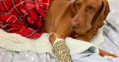 Dog bitten by snake on Arran survives as Ayrshire owner warns of danger