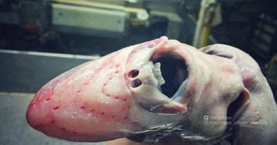 Deep sea fisherman catches creature that's so strange people can't believe it's real