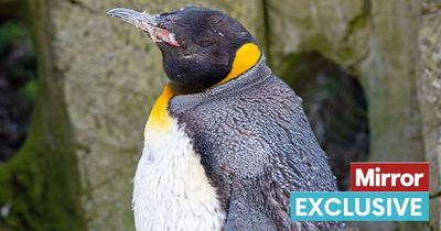 Penguin hand-reared by keeper from birth could be crowned king of the world