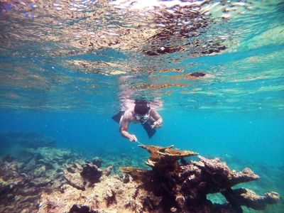 Mystery solved: Scientists ID Caribbean sea urchin killer