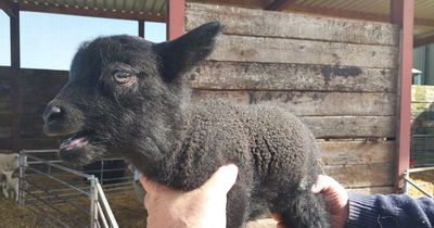 Three lambs just days old stolen from Scots farm as police launch probe