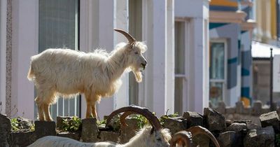 Hungry goat gang terrorises quiet seaside town's residents and fight in shop car parks