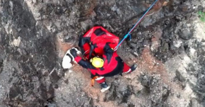Spaniel puppy rescued from quarry after falling down cliff face