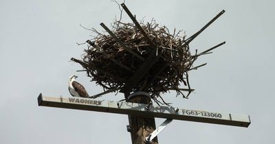 Sea hawks flock to safety on top of a telegraph pole