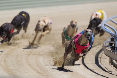 Greyhound industry given a lifeline until after election